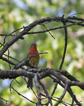 Summer Tanager immature 9679